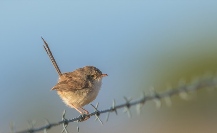 Turdus viscivorus