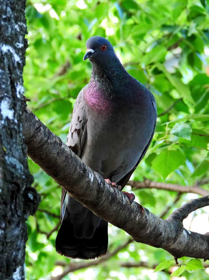 Птица Columba Livia