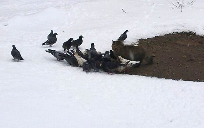 Кот и голубь прикол