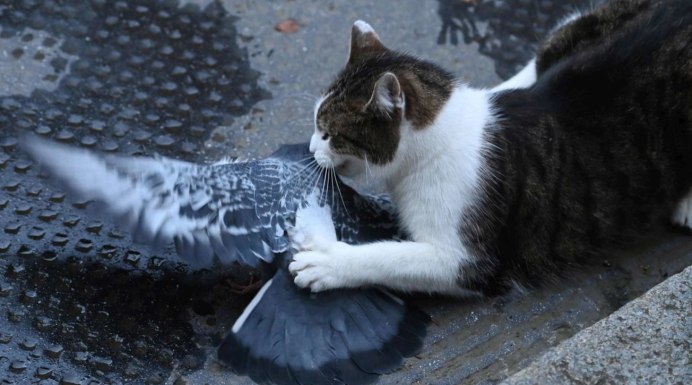 Птица на подоконнике