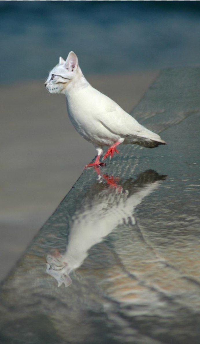 Кот и голубь дружат