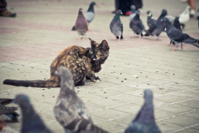 Голубиный кот