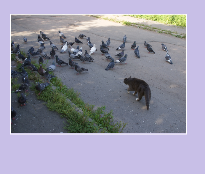 Кот и голубь