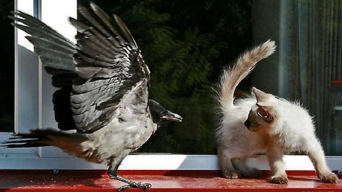 Кот обнимает голубя