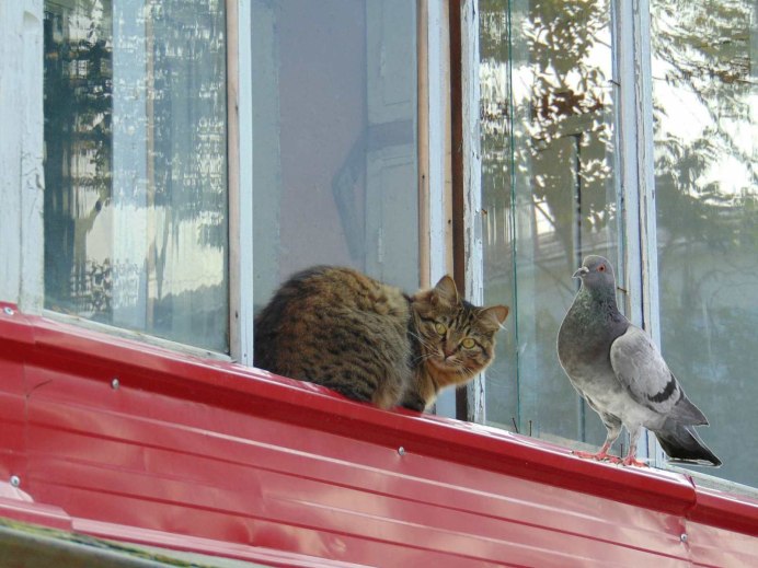 Голубь уснул