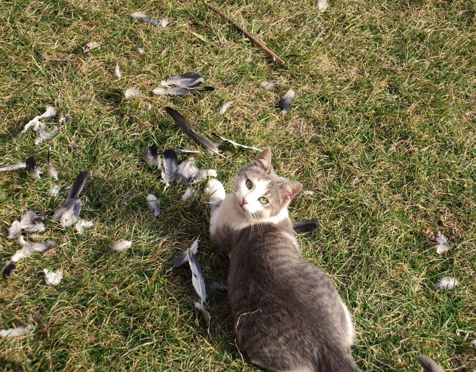 Голуби в культуре