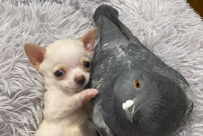 Кот и голубь