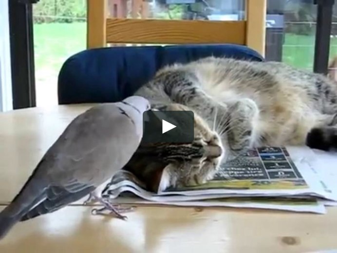 Голубь против кота