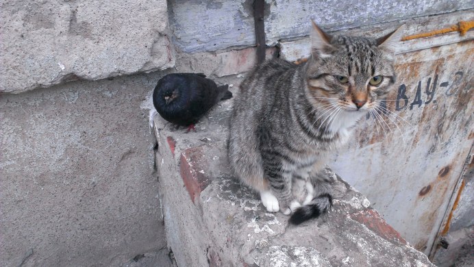 Голубиный кот