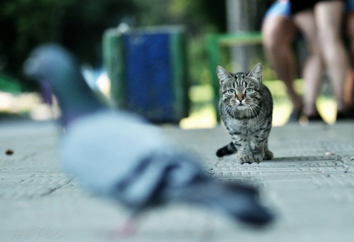 Кот среди голубей