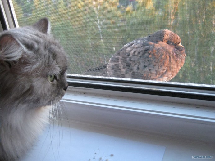 Кот охотится на голубя