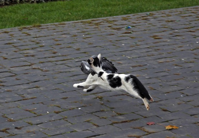 Кошки коты и голуби на крыше