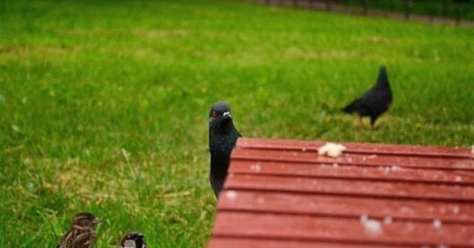 Голуби в интерьере