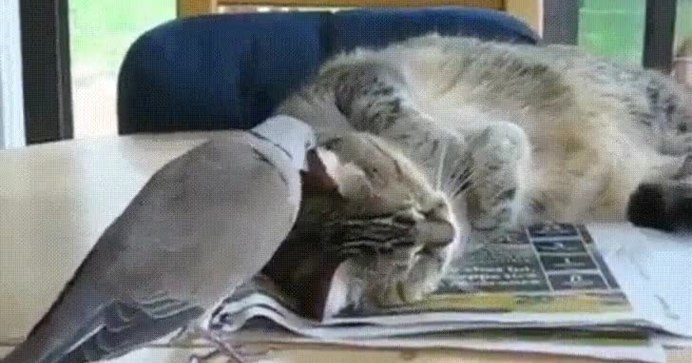 Рыжий голубь и рыжий кот