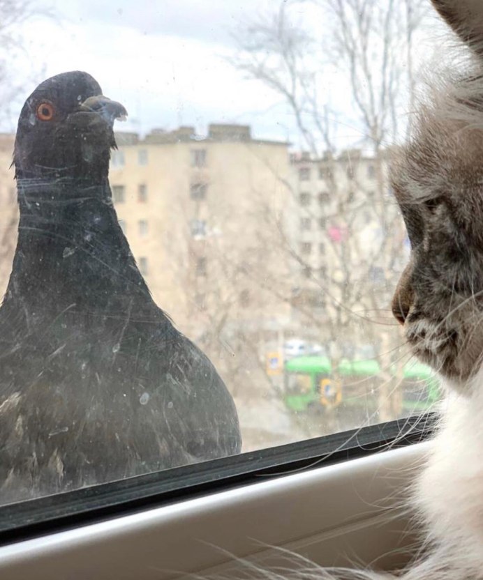 Голубь уличный