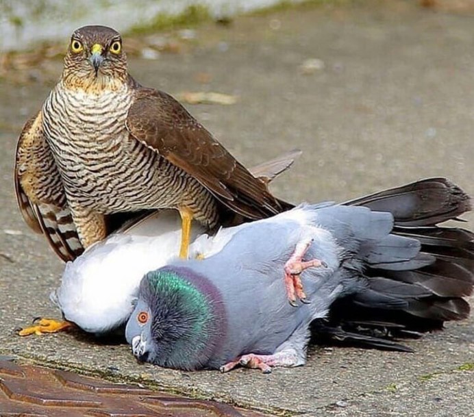 Кот с голубем в зубах