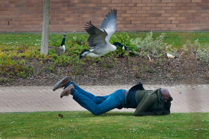 Ястреб и голубь