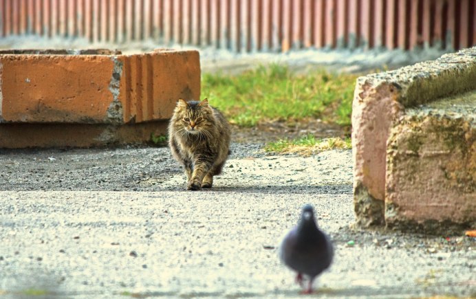 Голубь и мужик на окне