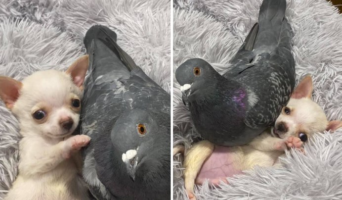 Кот с голубем на подоконнике