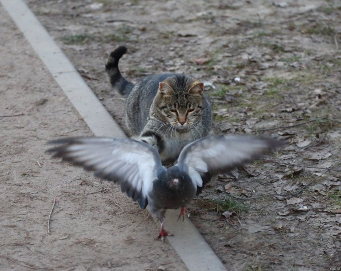 Голуби на окна