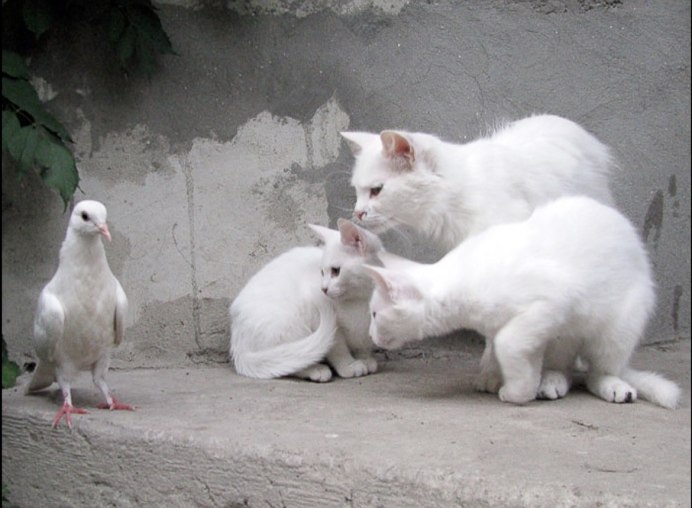 Белый голубь смешной