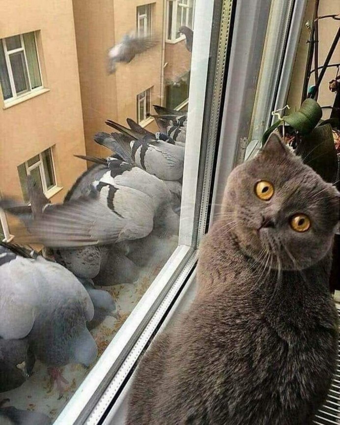 Кот Бориса Джонсона ловит голубя