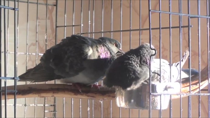 Утка нападает