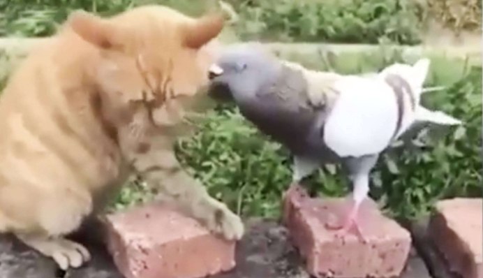 Кот охотится за голубями