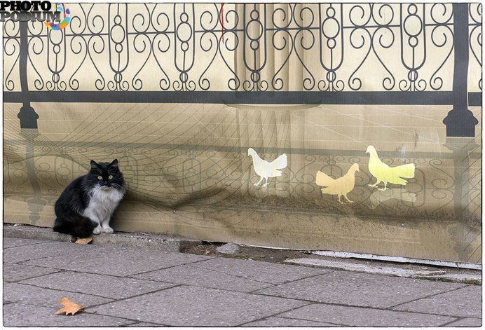 Кот и голубь