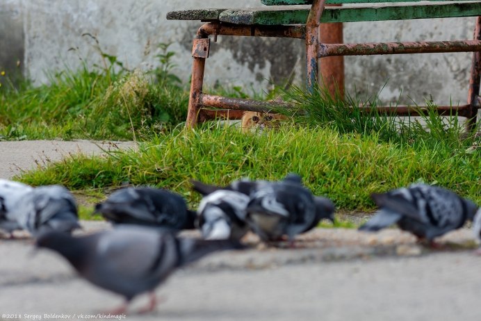 Гиф котенок и голубь