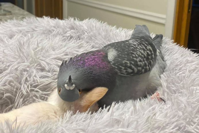 Новорожденные голуби