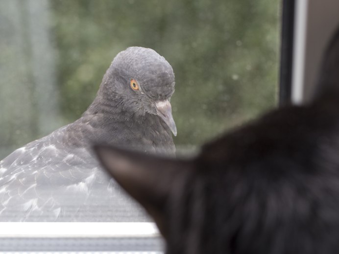 Кот охотится на голубя