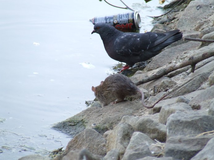 Голубь Герман и щенок Ланди