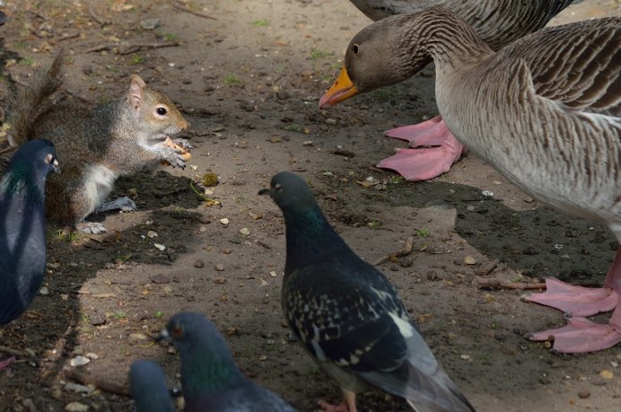 Ворона и кошка