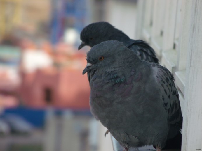 Голуби на тротуаре