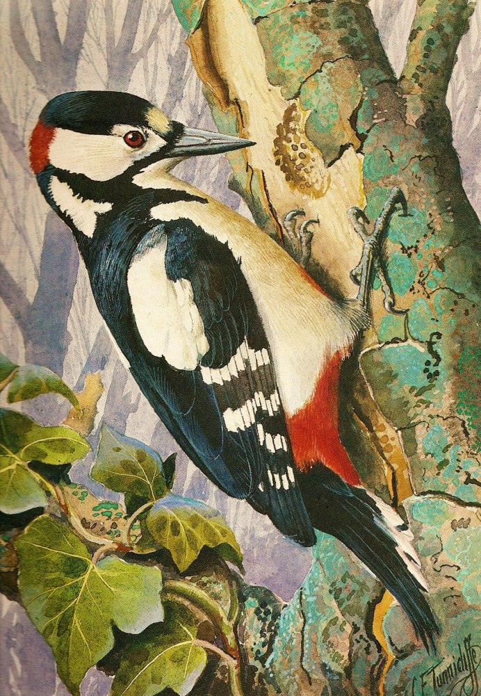 Картинка дятла 128x128