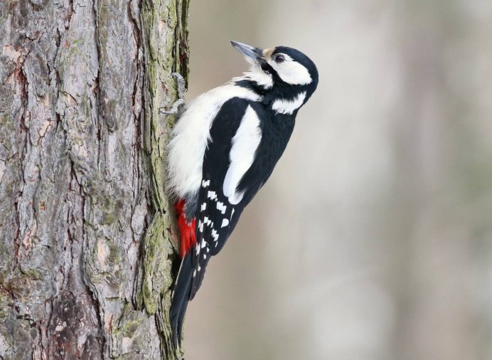 Dendrocopos Major