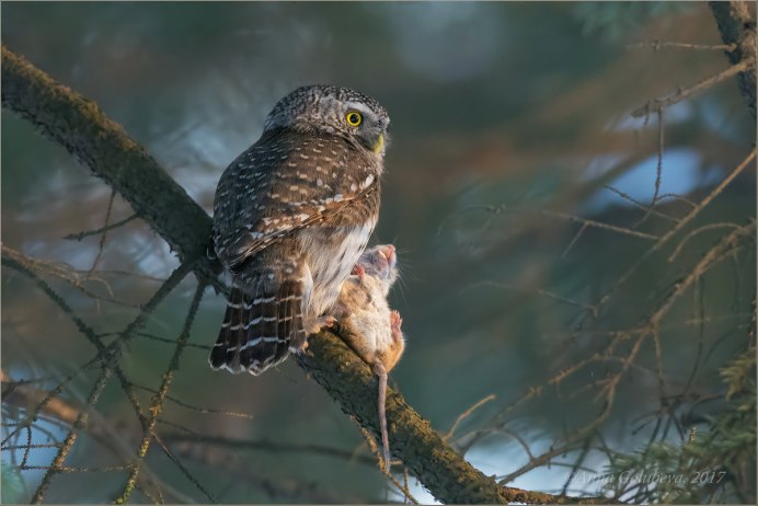 Филин обыкновенный Bubo на охоте