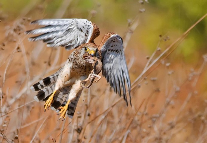 Птенцы Филина Bubo