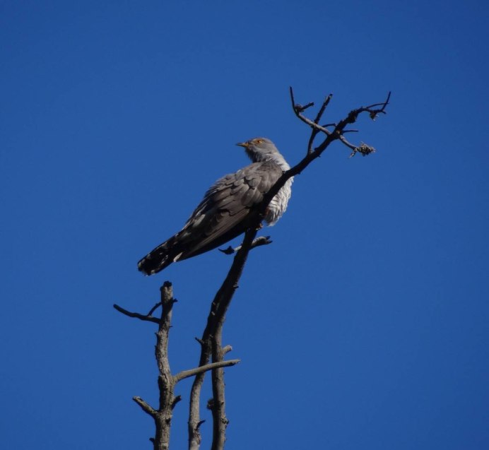 Кукушка Cuculus canorus