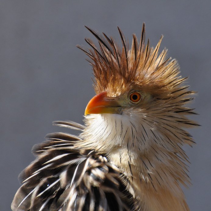 Мадагаскарская Кукушка