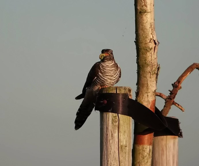 Птенцы кукушки Гуира