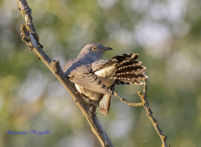 Обыкновенная Кукушка Грач