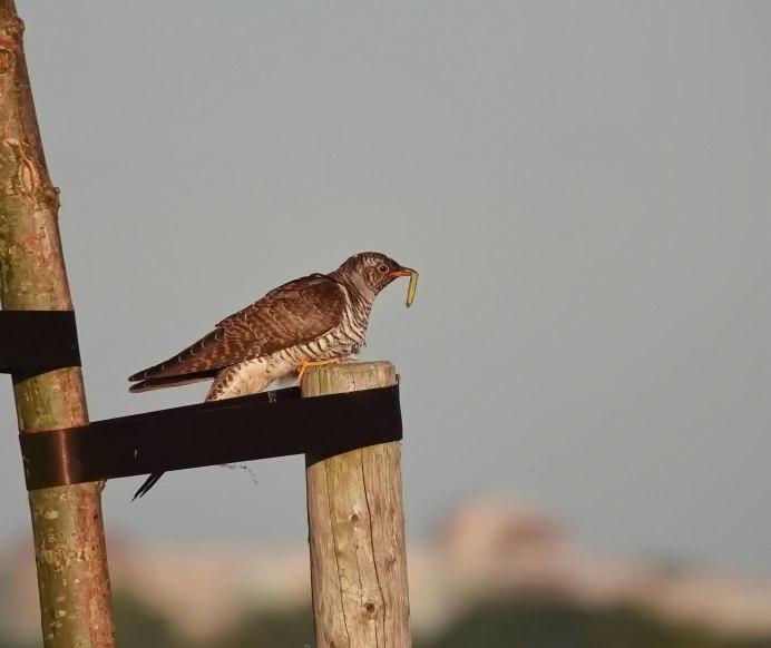 Кукушка голос