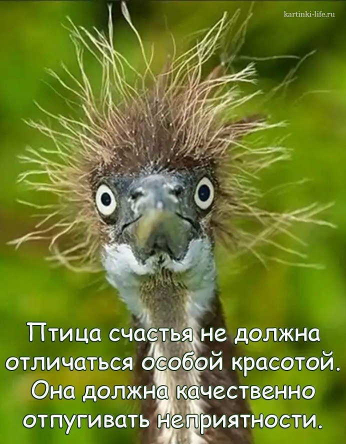 Африканская обыкновенная Кукушка