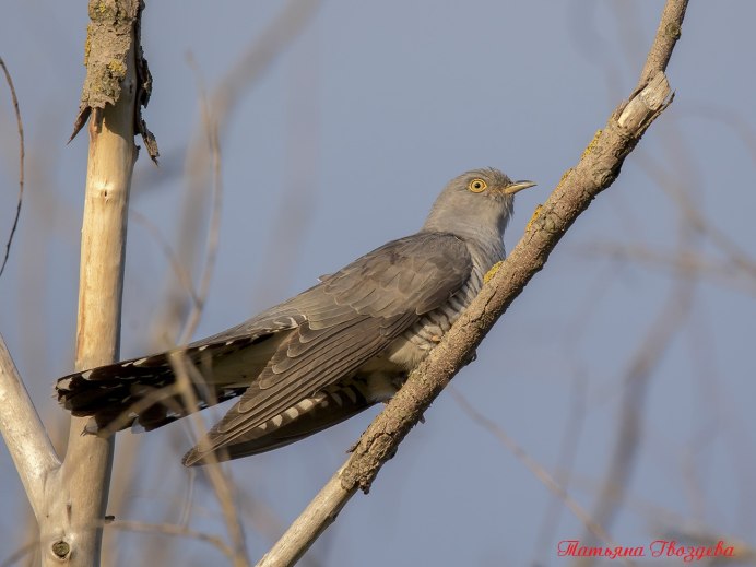 Кукушечка Кукушечка серая рябушечка