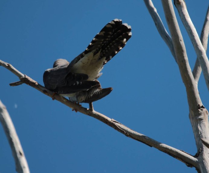 Кукушка голосит
