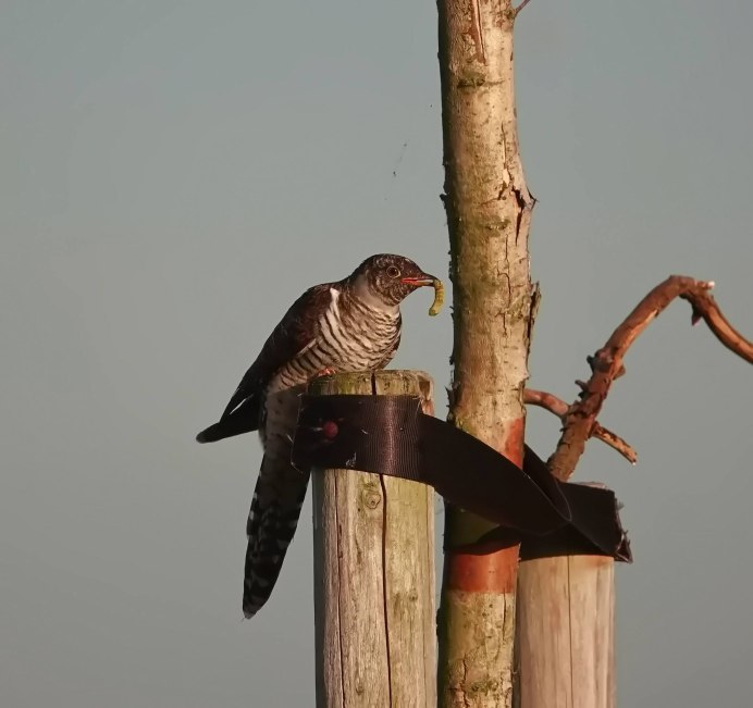 Кукушка Боровск