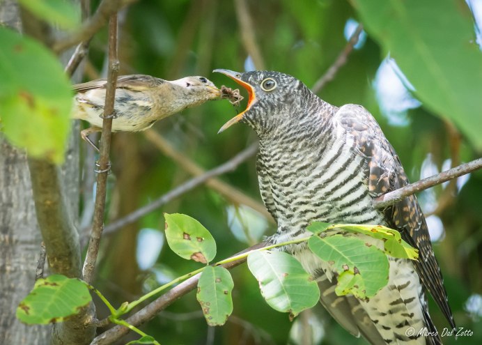 Разлучница Кукушка