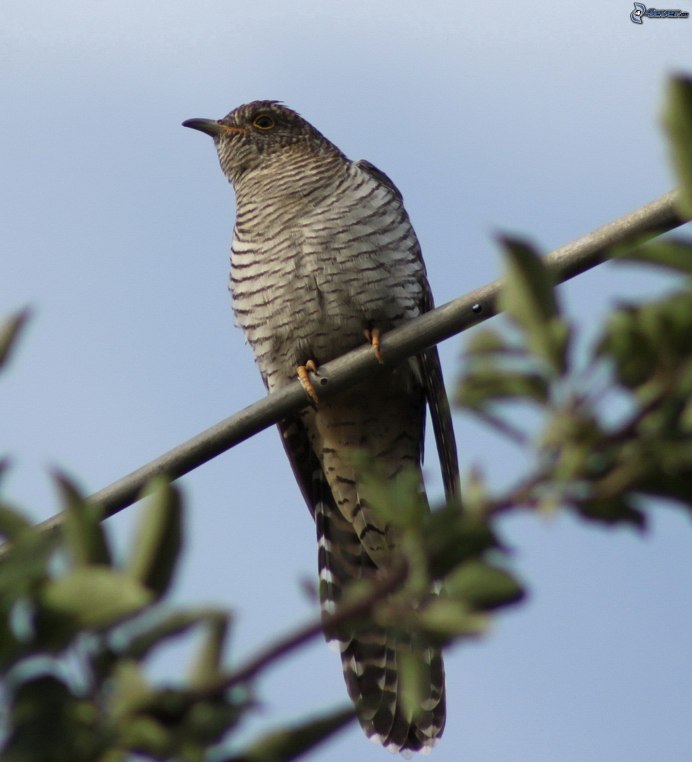 Кукушка в голове